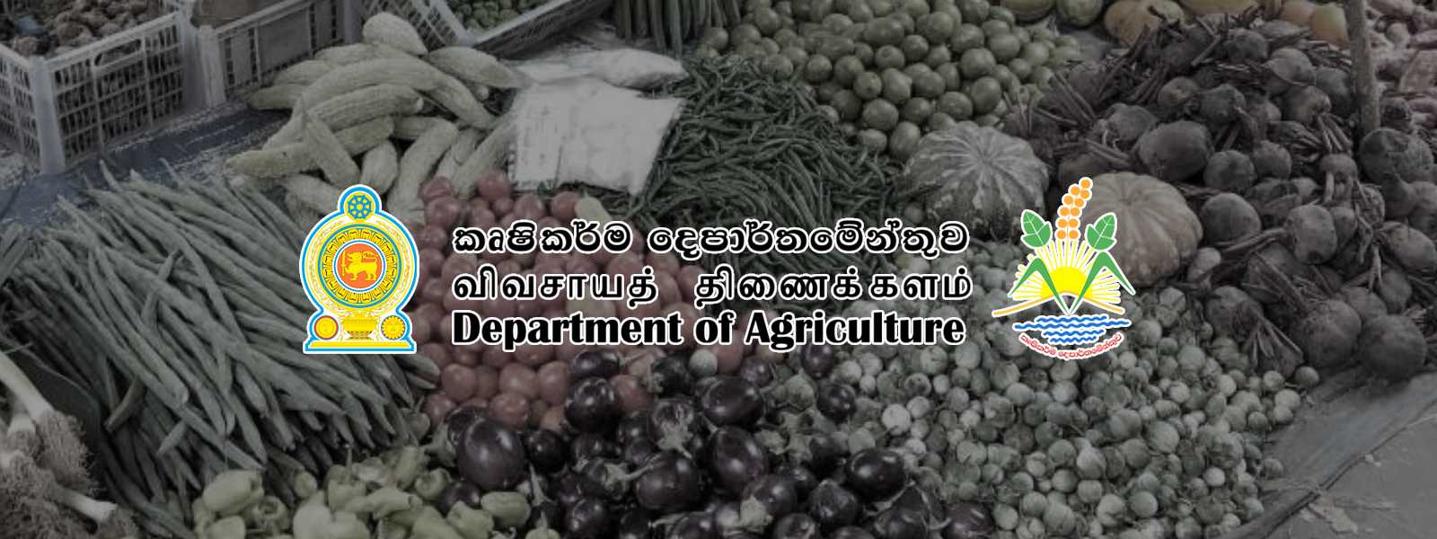 ආපදා නිසා මහ කන්නයේ එළවළු වගාවෙන් 40%කට හානි